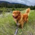 Rocky Mountain Dog PNW All Mountain Leash image thumbnail 2