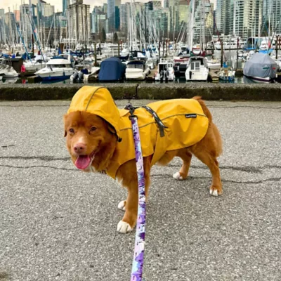 Rocky Mountain Dog PNW All Mountain Leash - Image 4