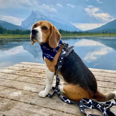 Rocky Mountain Dog Grizzly All Mountain Leash - Image 2