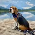 Rocky Mountain Dog Grizzly All Mountain Leash image thumbnail 2
