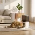 PawHut Automatic Pet Feeder, 2.4G WiFi, Smart APP Control, 8L image thumbnail 2