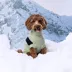 GF PET Catalyst Colorblock Knit Dog Sweater image thumbnail 4