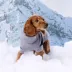 GF PET Catalyst Colorblock Knit Dog Sweater image thumbnail 4