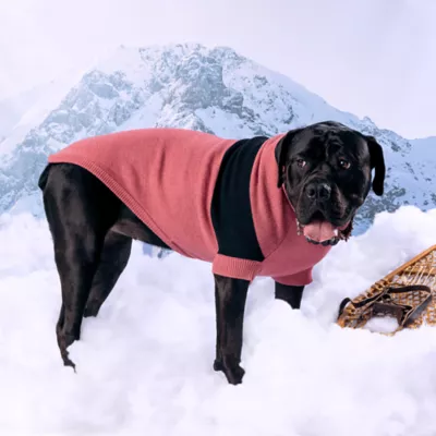 GF PET Catalyst Colorblock Knit Dog Sweater - Image 4