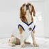 Pets First Golden State Warriors Road Dog Jersey image thumbnail 4
