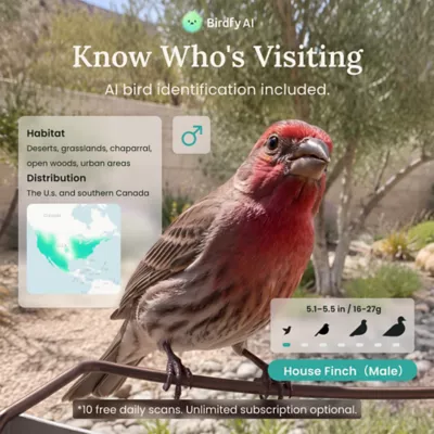 Birdfy Smart Bird Feeder - Metal W - 2K Camera and Full-Color Night Vision - Image 3