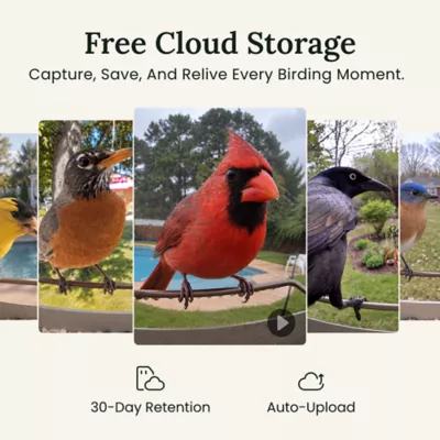 Birdfy Smart Bird Feeder - Metal W - 2K Camera and Full-Color Night Vision - Image 5