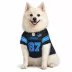 Pets First Aidan Hutchinson Detroit Lions Alt Dog Jersey image thumbnail 4