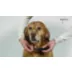 ADAPTIL 24-7 Calming Collar for Dogs - Small/Med Dogs and Puppies video thumbnail 7