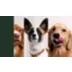 Instinct® Raw Boost Mixers® Gut Health All Life Stages Dog Food Topper - Grain Free, Freeze-Dried video thumbnail 9
