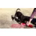 KONG® Signature Stick with Rope Dog Toy - Squeaker video thumbnail 6