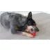 KONG® Tires Durable Dog Toy video thumbnail 11