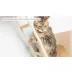 Armarkat Wall-Mounted Real Wood Cat Climbing Ladder, Natural video thumbnail 6