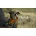 Simparica Trio Chewable Tablets for Dogs, 5.6-11 lbs (Purple), 1 or 6 Month Supply video thumbnail 11