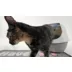 ExquisiCat® Hooded Corner X-Large Cat Litter Box with Lid, Beige/White video thumbnail 7