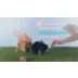 Oxbow Enriched Life Waffle Small Pet Timothy Hay Chew Toy video thumbnail 5