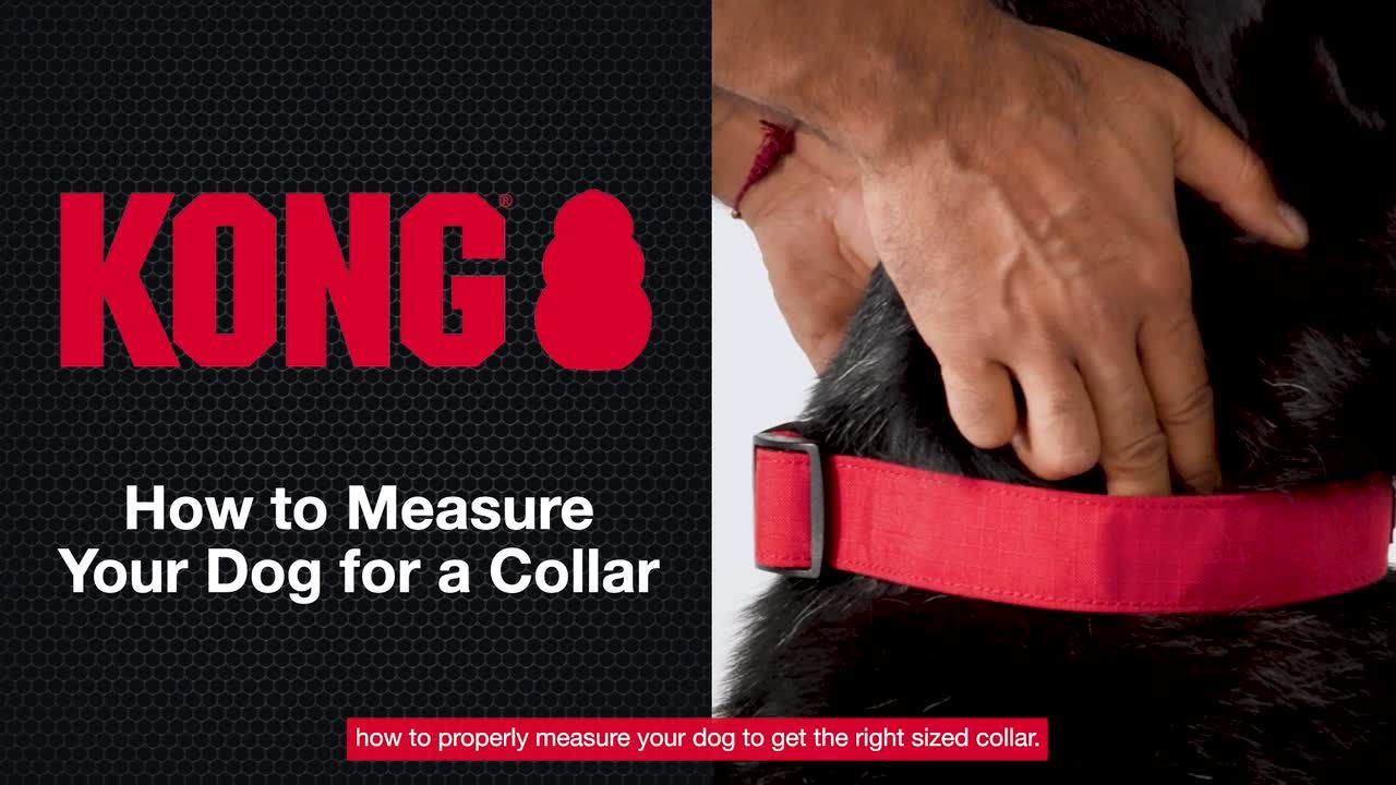 KONG Chew Resistant Dog Collar