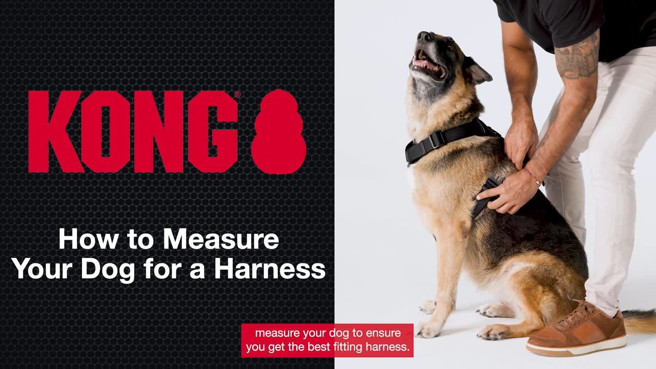 Kong harness warranty petsmart hotsell