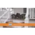 K&H Pet Products Outdoor Unheated Extra-Wide Kitty House video thumbnail 6