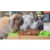 Oxbow Enriched Life Small Pet Garden Dig Box Foraging Dig Box video thumbnail 5