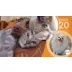 K&H Hooded Elevated Cozy Cot Cat Bed video thumbnail 8