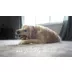 Benebone® Tripe Bone Tough Dog Chew Toy video thumbnail 8