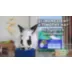 Oxbow Forage Wise Mixed Rabbit Food - Engaging Variety Diet with Complete Nutrition - 4 Lbs video thumbnail 3