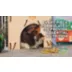 Oxbow Forage Wise Mixed Guinea Pig Food video thumbnail 3
