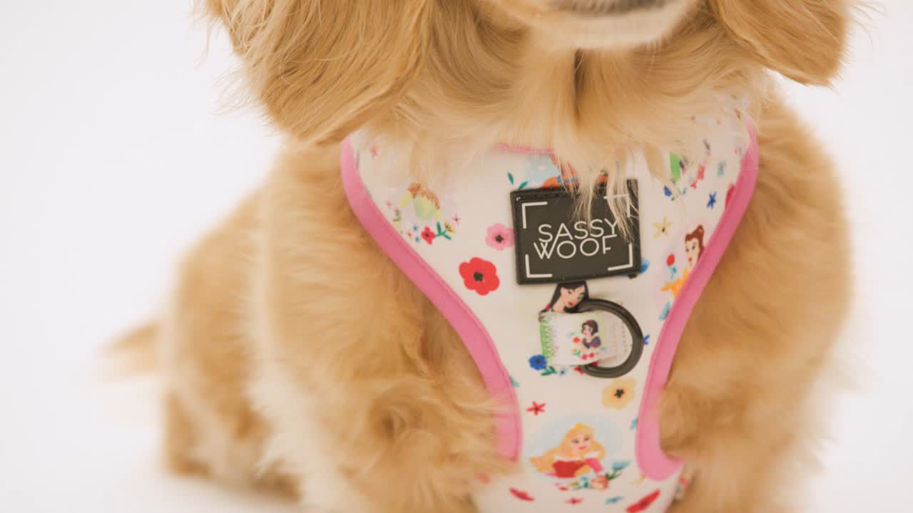 Disney princess dog collar sales