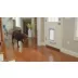 PetSafe® SmartDoor Connected Pet Door video thumbnail 10