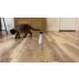 Whisker City® Automatic Rotating Laser Pointer video thumbnail 7