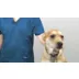 Calm Paws CALMING E-Collar, Blue video thumbnail 4