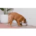 Waggo Habit Circle Silicone Dog Placemats video thumbnail 11