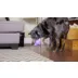 PetSafe® Twist N Treat Dog Toy video thumbnail 7