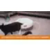  K&H Thermo-Kitty Bed video thumbnail 2