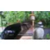 Birdfy Smart Feeder Ebony video thumbnail 10