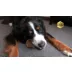 Yummy Combs Adult Extra Small Dental Dog Treat - Chicken video thumbnail 6