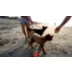 GURU Surfer Fry Guy Kai Plush Dog Toys video thumbnail 2