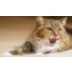 Instinct Wet Cat Food - Split Cup, Pate, Grain-Free video thumbnail 8