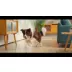 Oneisall LM2 Dog Grooming Vacuum video thumbnail 11