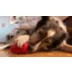 KONG® Treat Dispensing Classic Dog Toy video thumbnail 11