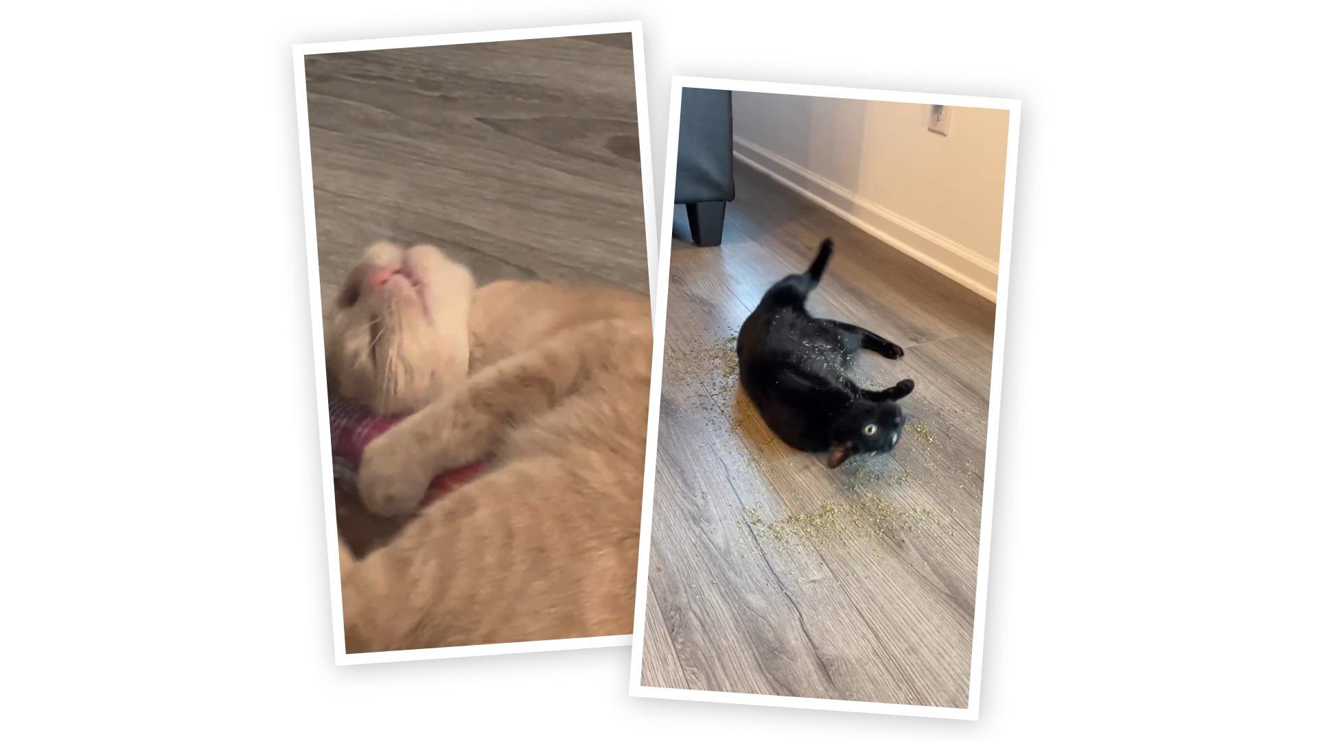 Meowijuana Get Wrapped Refillable Cat Toy