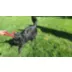 KONG® Tug Dog Toy video thumbnail 10