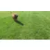 KONG® Extreme Dog Toy -Treat Dispensing video thumbnail 11