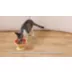 PawsPik Dog & Cat Raised Ceramic Slow Feeder Bowl video thumbnail 10