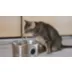 PawsPik SS-01 Stainless Steel Cat Fountain, 108.2 fl oz video thumbnail 10