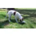 KONG® Binkie Treat Dispensing Puppy Toy (COLOR VARIES) video thumbnail 11