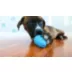 KONG® Puppy Toy - Treat Dispensing (COLOR VARIES) video thumbnail 11