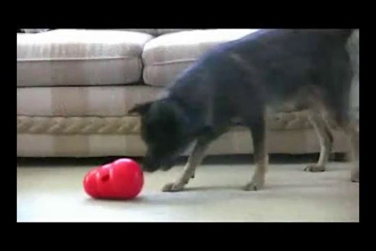 wobbler dog toy