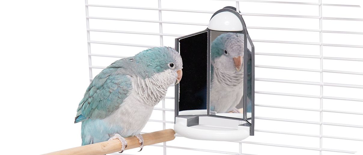 Blue  and white bird standing on a perch looking into a mirror